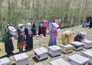 زنان مشغول زنبورداری در بامیان