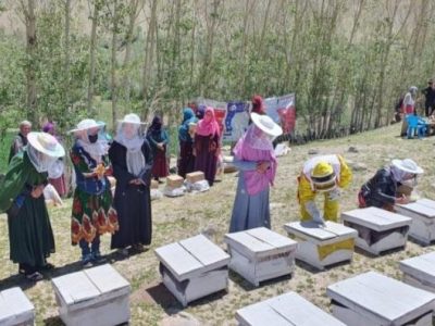زنان مشغول زنبورداری در بامیان