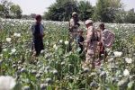 کشتزار های کوکنار در افغانستان، مصرف‌کنندگان اروپایی را اکمال می‌کند